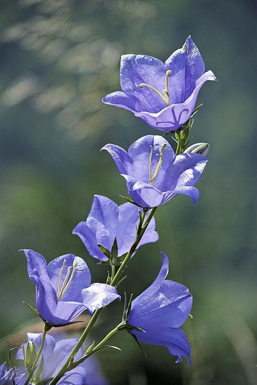 Harebell 4