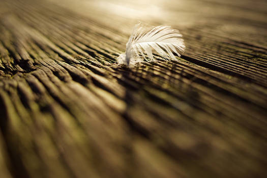 Soft Feather, Hard Plank, Soft Moss, Hard Light