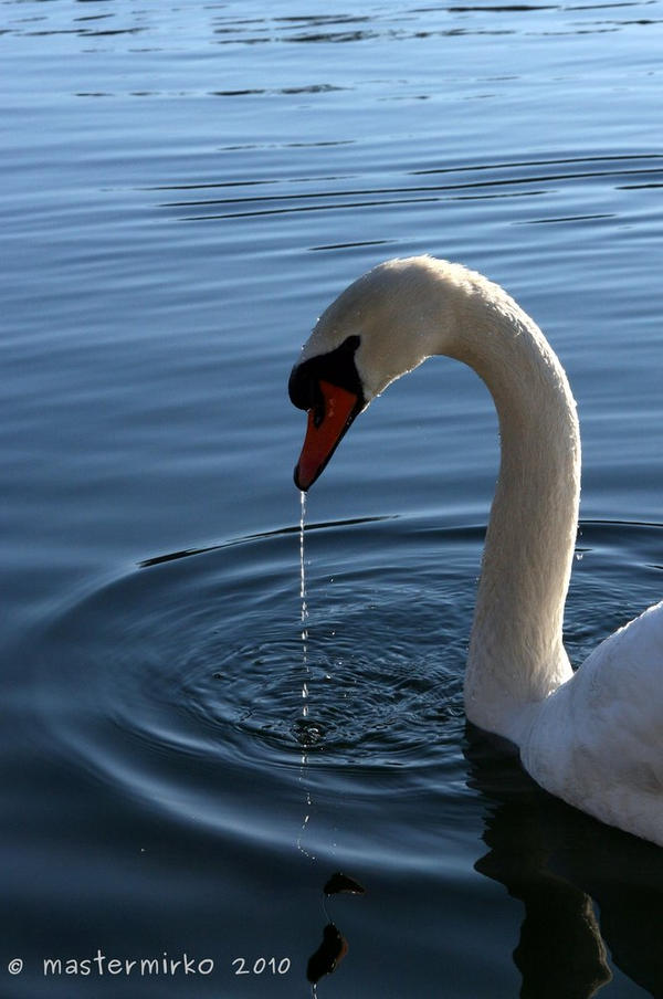 Water drops