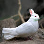 pigeon rabbit