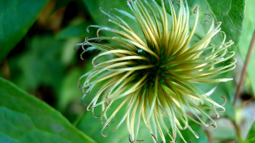 Flower Plant