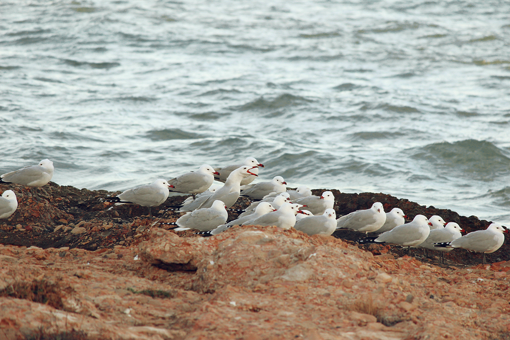 Animals: Seagulls 2