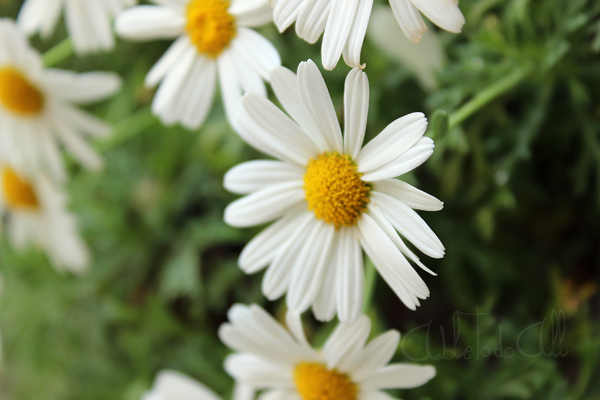 Flowers: marguerite