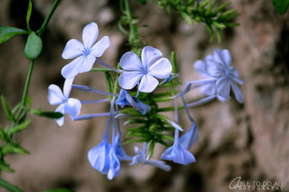 Flowers : real blue
