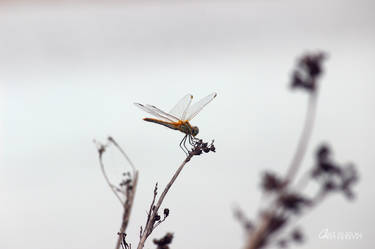 Dragonfly