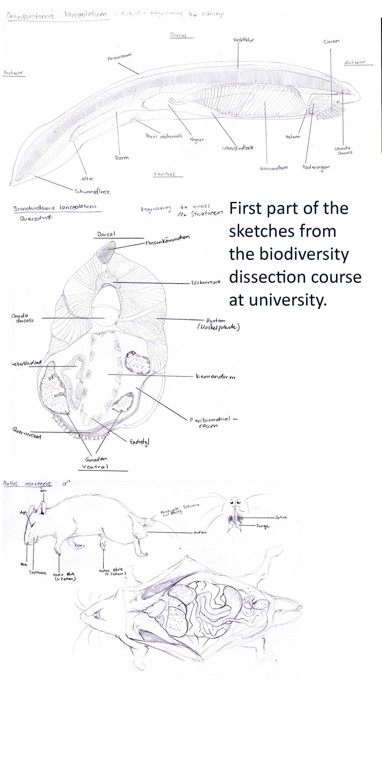 Dissection Course 1 by Miuchmodi on DeviantArt