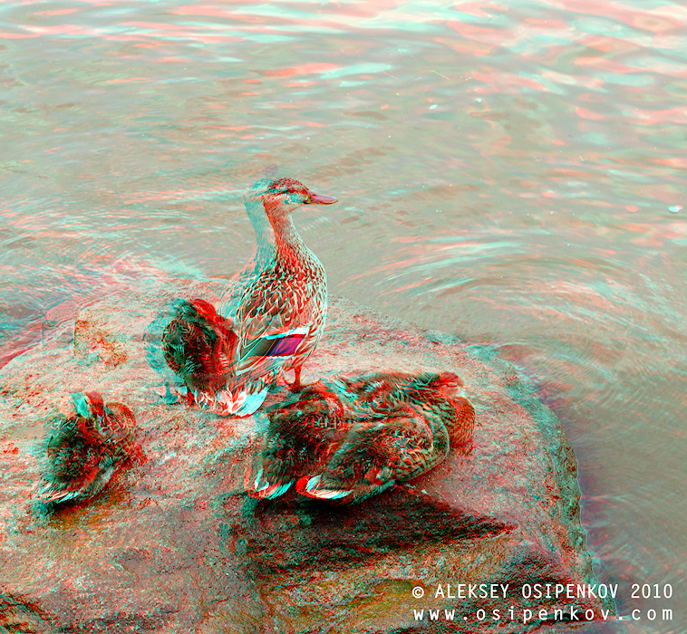 Family Anaglyph 3D