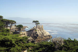 Another View of Lone Cypress