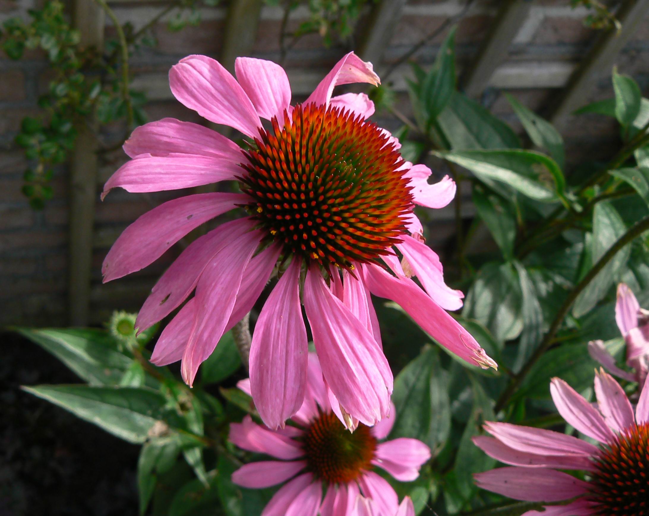 Pink Flowers 1