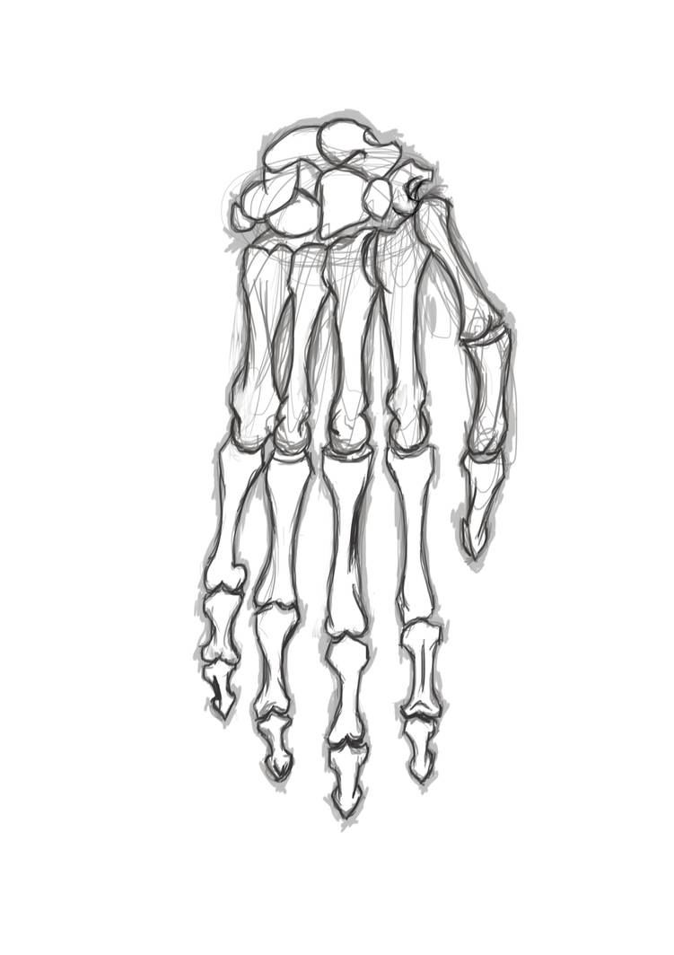 Skeleton of the hand sketch by S-Red on DeviantArt