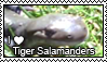 Tiger Salamander Stamp