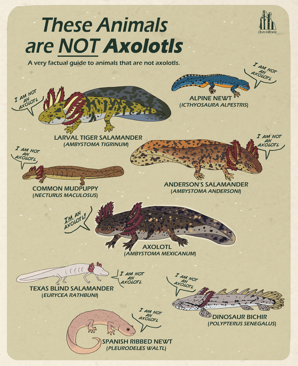 These Animals are NOT Axolotls by AspenWynd on DeviantArt