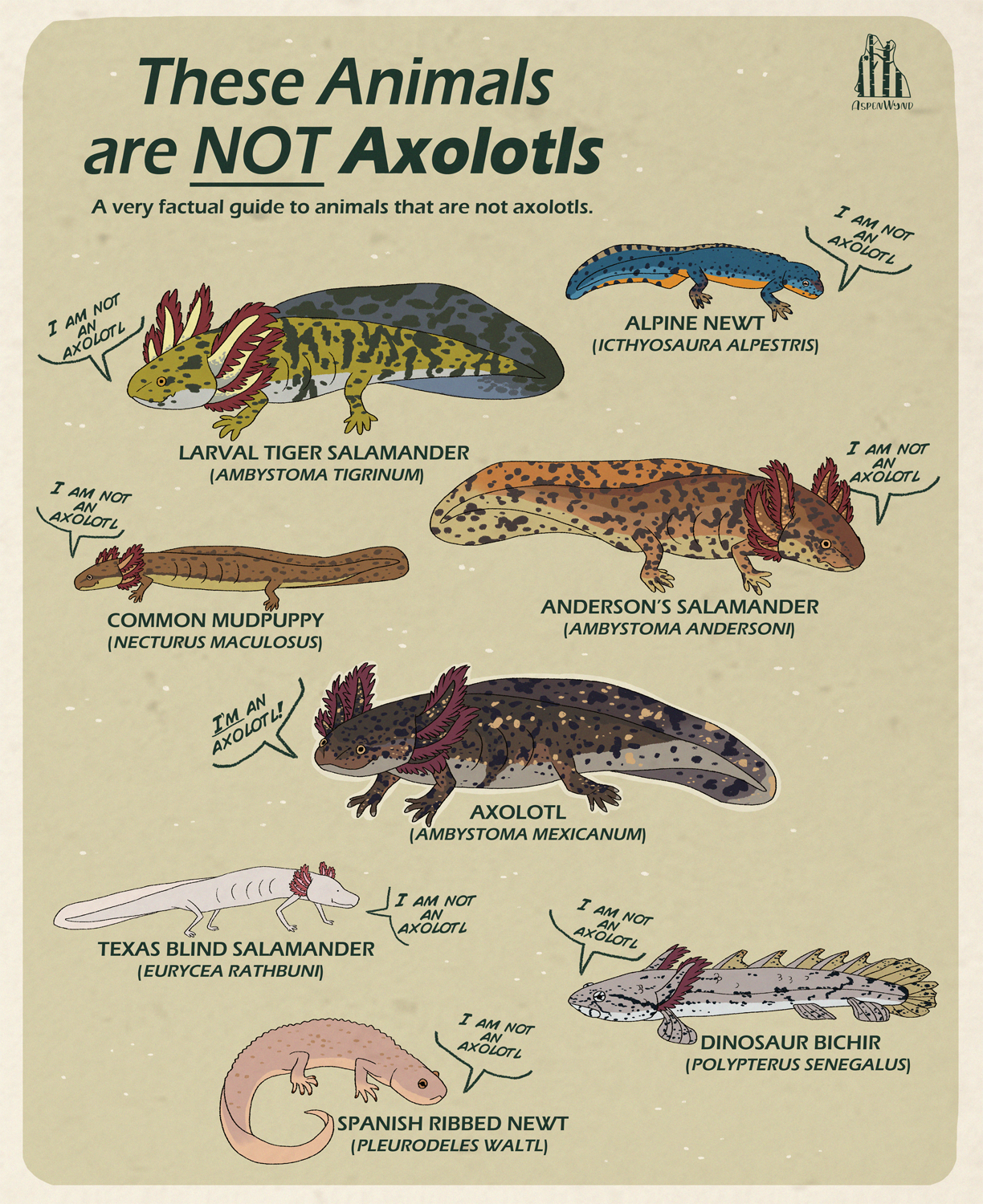 These Animals are NOT Axolotls by AspenWynd on DeviantArt These Animals are NOT Axolotls by AspenWynd on DeviantArt
