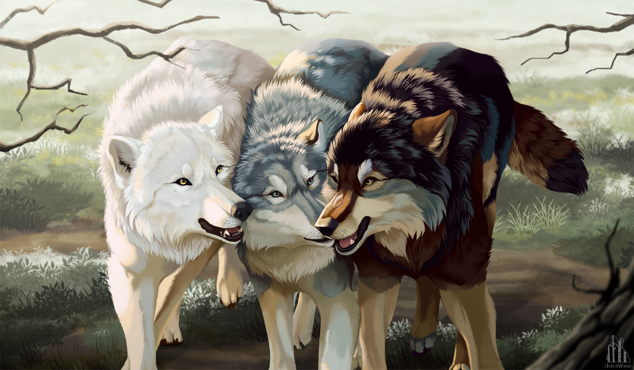 A Trio of Wolves by AspenWynd on DeviantArt
