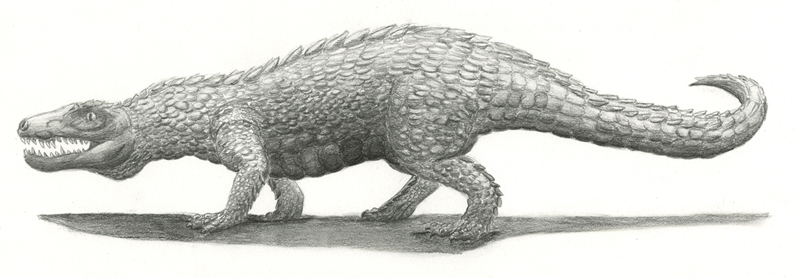 Postosuchus