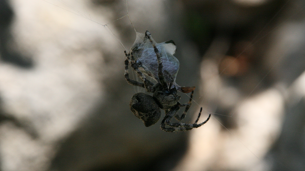 Spider tying up a beetle 1