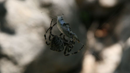 Spider tying up a beetle 2