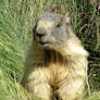 Simply a marmot