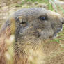 Marmot's profile