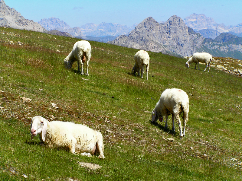 Grazing sheeps