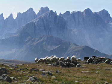 Flock out to pasture