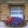 A little window with flowers