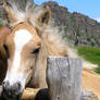 A blonde filly