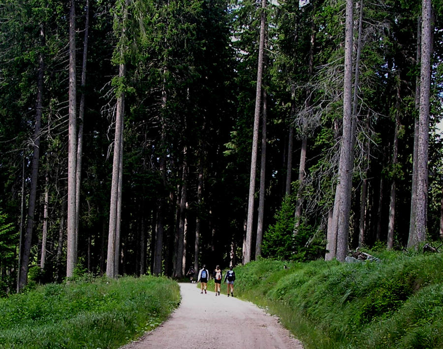 A walk in the wood