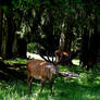 Deer in the shade