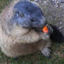 Marmot with carrot