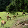 Deers