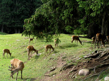 Deers