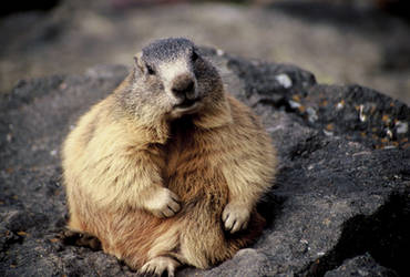 Fat marmot