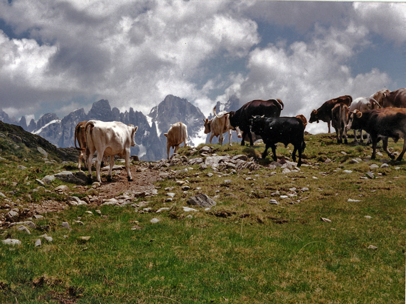 Towards the cowshed