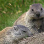 Two little marmots