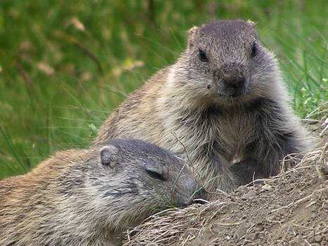 Two little marmots