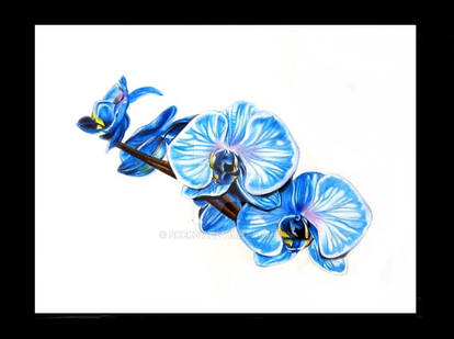 Blue Orchid