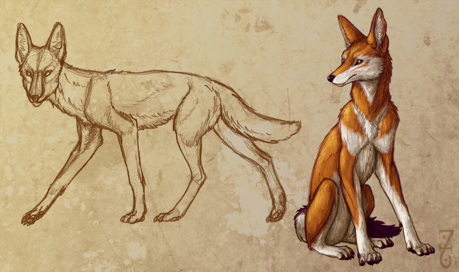 Aredax - Ethiopian Wolf Study