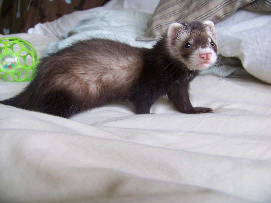 My new ferret