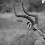 Deer in BW @ Kruger