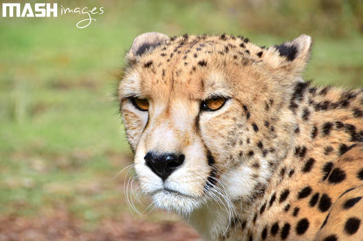 Cheetah close-up @ South Africa