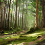 Pine forest - study