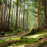 Pine forest - study