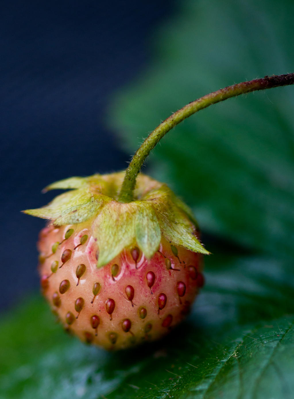 Half ripe unpicked strawberry