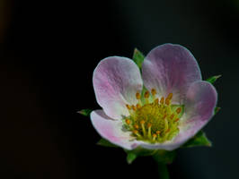 Pink strawberry blossom