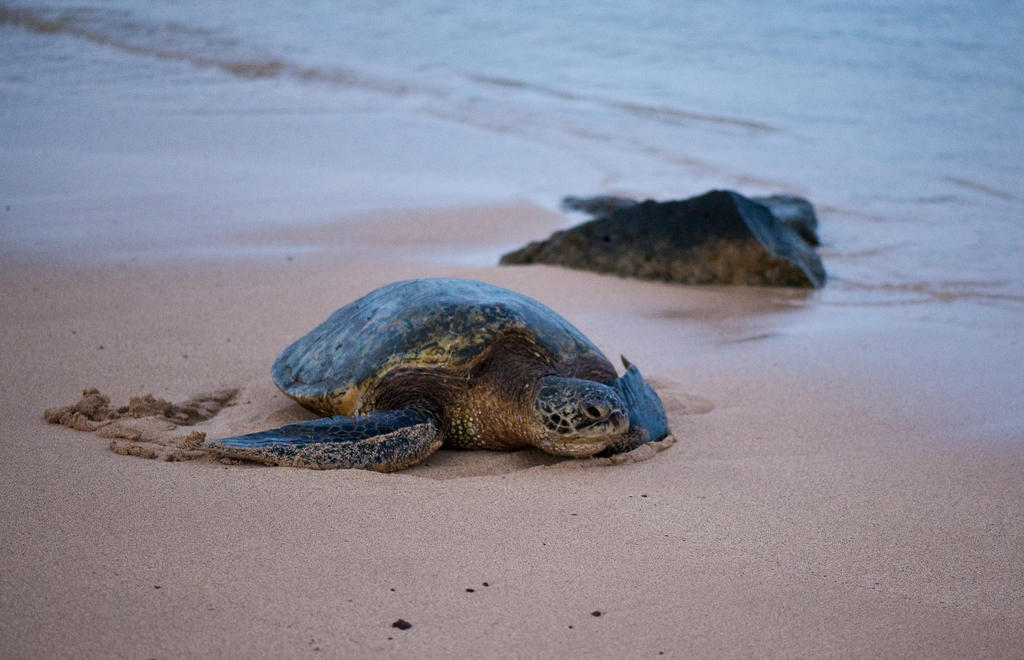 Green Sea Turtle relaxing on beach