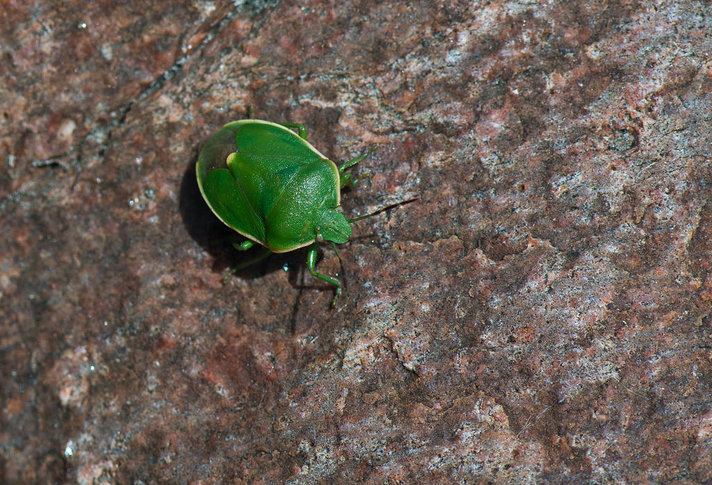 Green Stink Bug top shell by avyva on DeviantArt