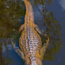 Wild Alligator top view full length