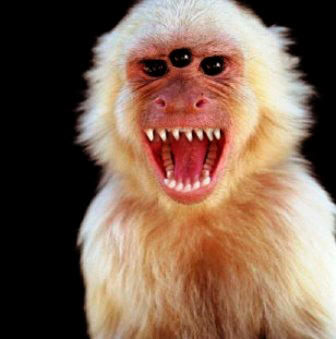 scary monkey by unamuzed on DeviantArt