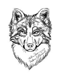 Study: Wolf Portrait 1